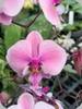 Phal. schilleriana Stripe